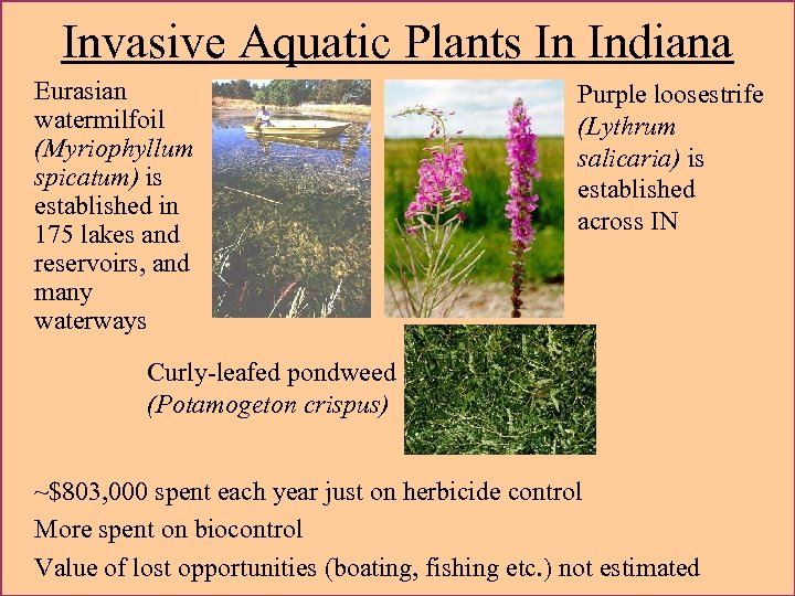 Invasive Aquatic Plants In Indiana Eurasian watermilfoil (Myriophyllum spicatum) is established in 175 lakes
