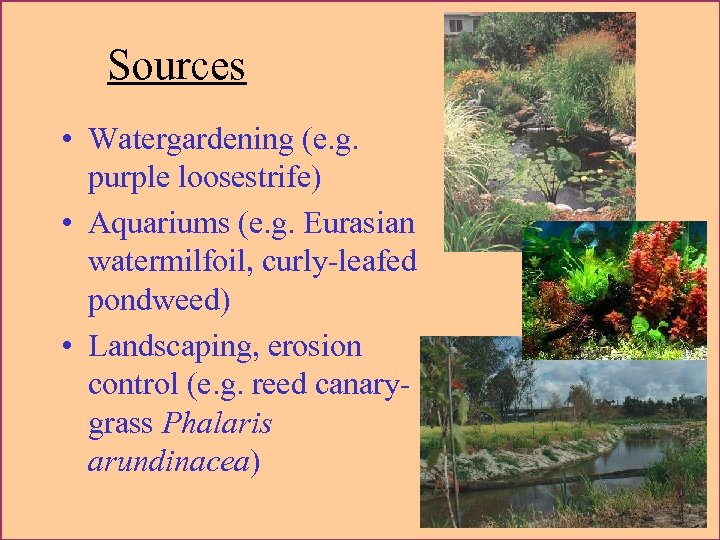 Sources • Watergardening (e. g. purple loosestrife) • Aquariums (e. g. Eurasian watermilfoil, curly-leafed