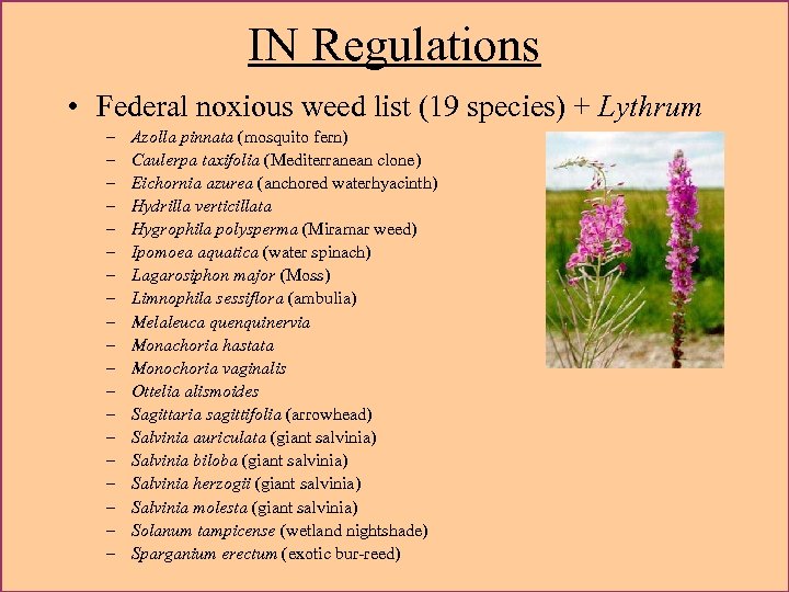 IN Regulations • Federal noxious weed list (19 species) + Lythrum – – –