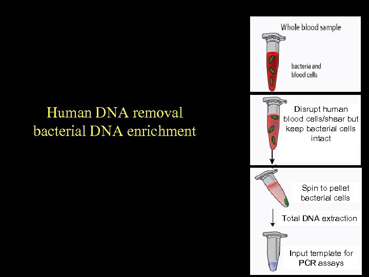 Human DNA removal bacterial DNA enrichment Disrupt human blood cells/shear but keep bacterial cells