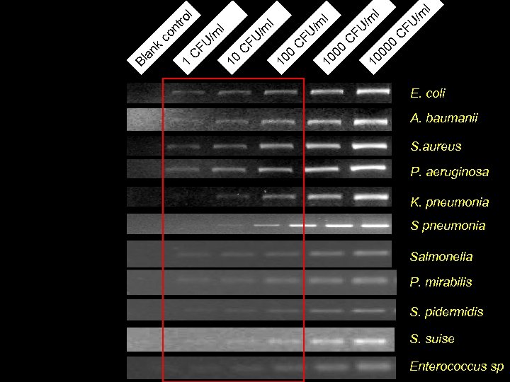 l k co nt ro 1 l C FU /m l 10 00 C