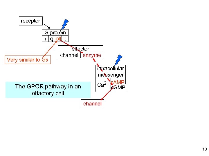 receptor G protein i q olf t Very similar to Gs effector channel enzyme