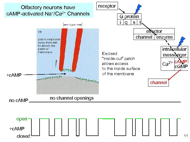 Olfactory neurons have c. AMP-activated Na+/Ca 2+ Channels receptor G protein i q s