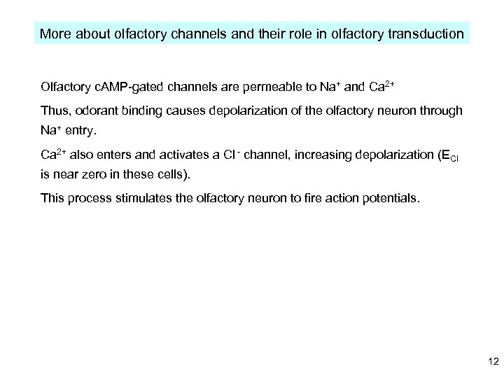 More about olfactory channels and their role in olfactory transduction Olfactory c. AMP-gated channels