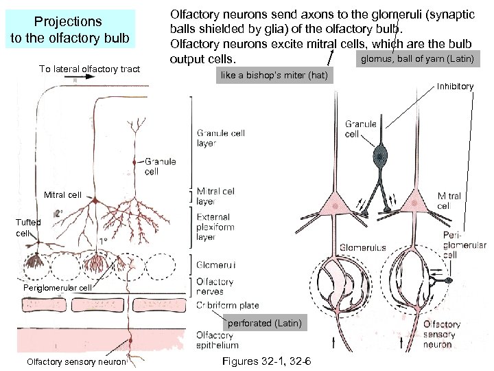 Projections to the olfactory bulb To lateral olfactory tract Olfactory neurons send axons to