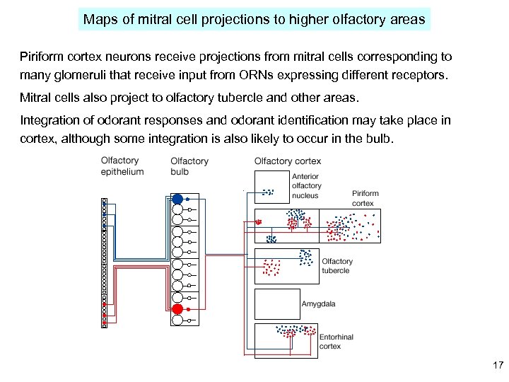 Maps of mitral cell projections to higher olfactory areas Piriform cortex neurons receive projections