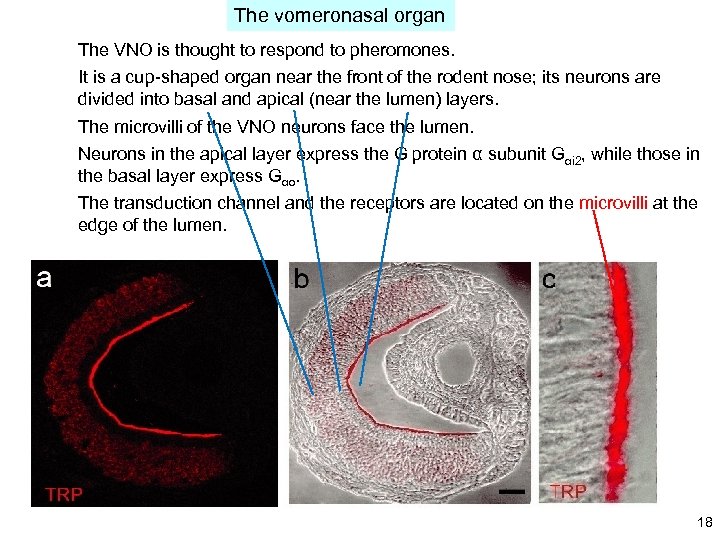 The vomeronasal organ The VNO is thought to respond to pheromones. It is a