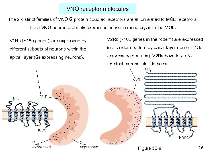 VNO receptor molecules The 2 distinct families of VNO G protein-coupled receptors are all