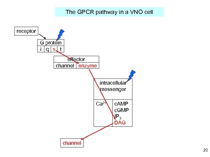 The GPCR pathway in a VNO cell receptor G protein i q s t