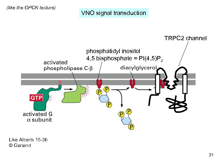 (like the GPCR lecture) VNO signal transduction TRPC 2 channel phosphatidyl inositol 4, 5