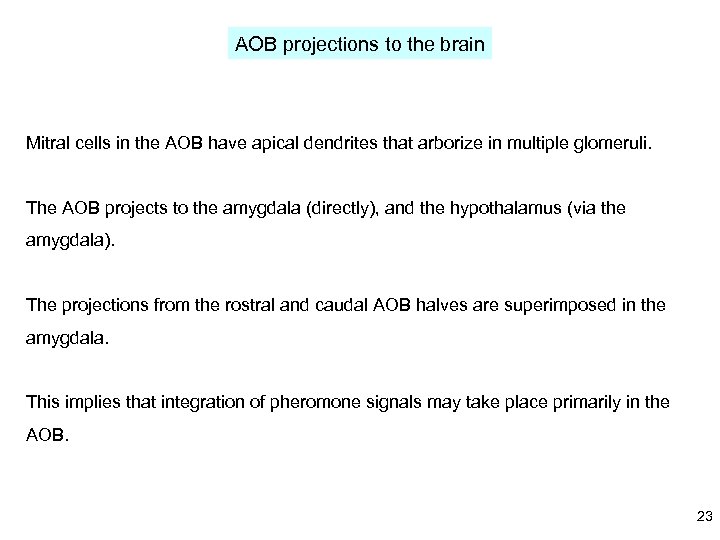 AOB projections to the brain Mitral cells in the AOB have apical dendrites that