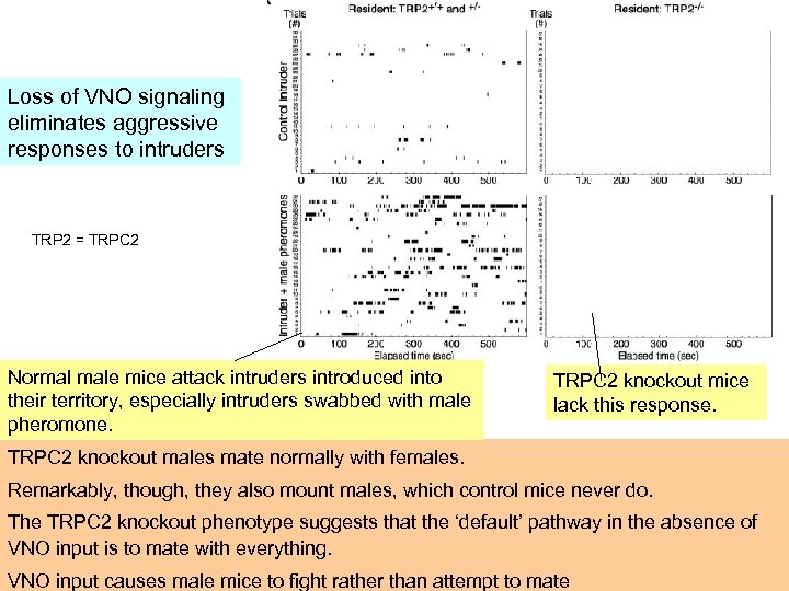 Loss of VNO signaling eliminates aggressive responses to intruders TRP 2 = TRPC 2