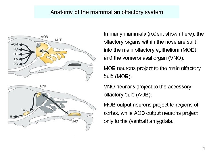 Anatomy of the mammalian olfactory system In many mammals (rodent shown here), the olfactory
