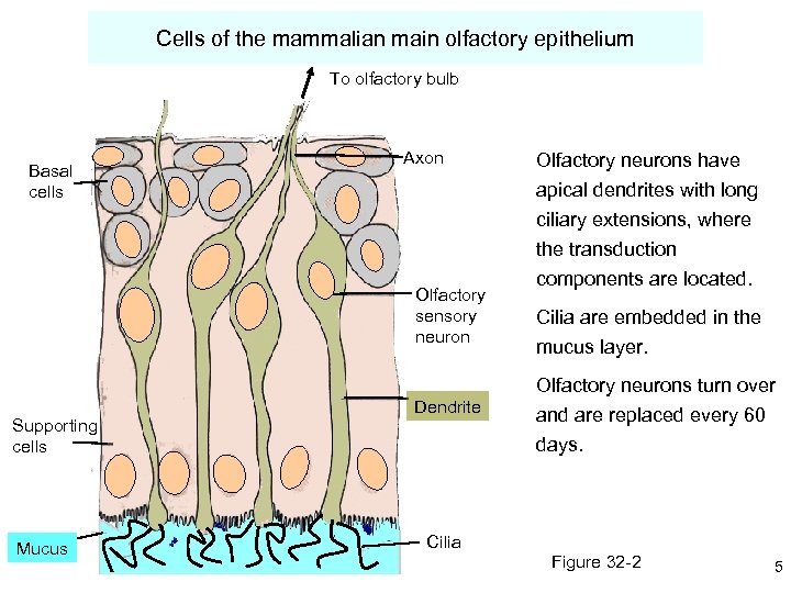 Cells of the mammalian main olfactory epithelium To olfactory bulb Basal cells Axon apical