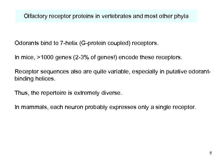 Olfactory receptor proteins in vertebrates and most other phyla Odorants bind to 7 -helix
