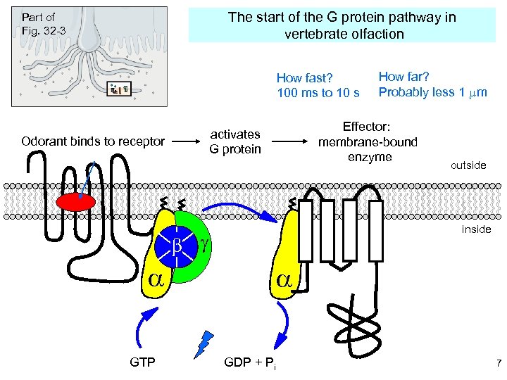 The start of the G protein pathway in vertebrate olfaction Part of Fig. 32