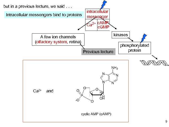 but in a previous lecture, we said. . . Intracellular messengers bind to proteins