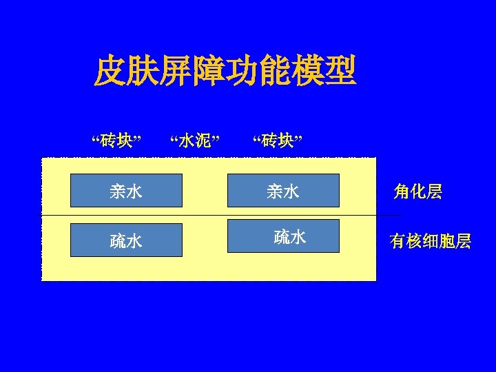 皮肤屏障功能模型 “砖块” 亲水 疏水 “水泥” “砖块” 亲水 疏水 角化层 有核细胞层 