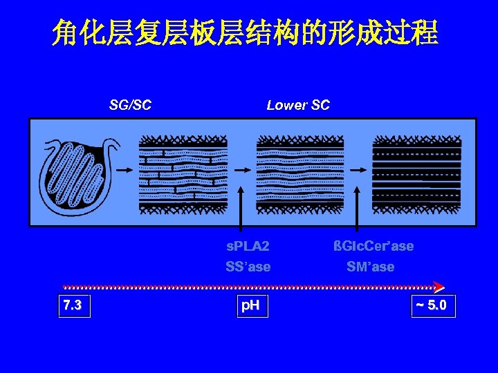 角化层复层板层结构的形成过程 SG/SC Lower SC s. PLA 2 SS’ase 7. 3 p. H ßGlc. Cer’ase