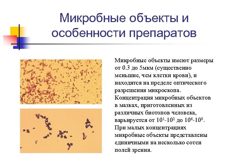 Микробные объекты и особенности препаратов Микробные объекты имеют размеры от 0. 3 до 5