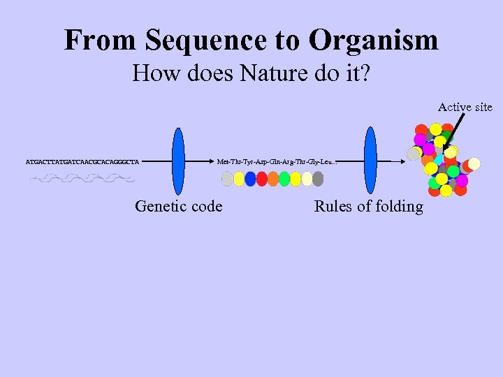 From Sequence to Organism How does Nature do it? Active site ATGACTTATGATCAACGCACAGGGCTA Met-Thr-Tyr-Asp-Gln-Arg-Thr-Gly-Leu. .