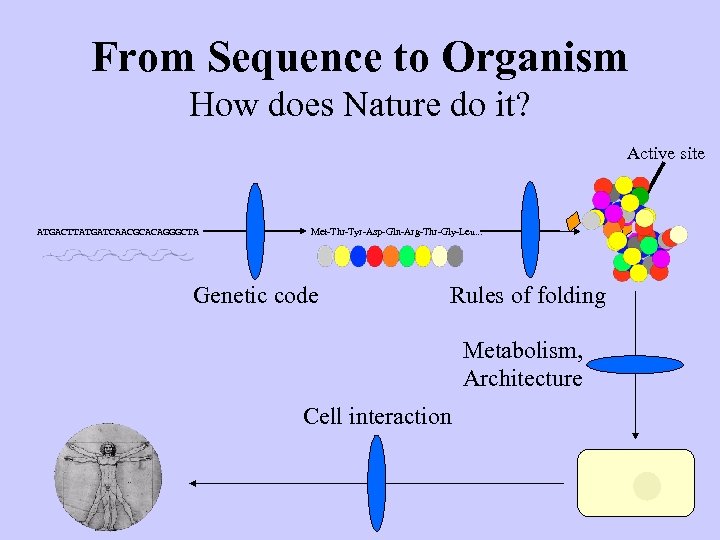 From Sequence to Organism How does Nature do it? Active site ATGACTTATGATCAACGCACAGGGCTA Met-Thr-Tyr-Asp-Gln-Arg-Thr-Gly-Leu. .