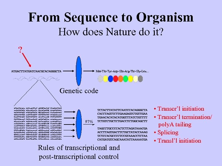 From Sequence to Organism How does Nature do it? ? Met-Thr-Tyr-Asp-Gln-Arg-Thr-Gly-Leu. . . ATGACTTATGATCAACGCACAGGGCTA