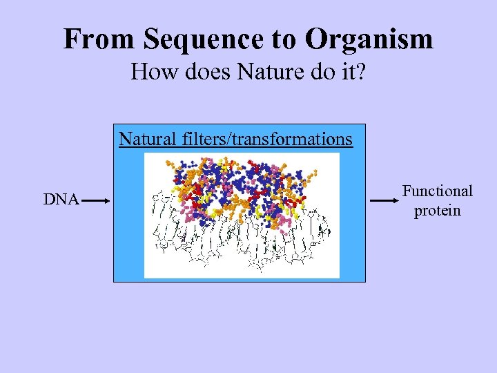 From Sequence to Organism How does Nature do it? Natural filters/transformations DNA Functional protein