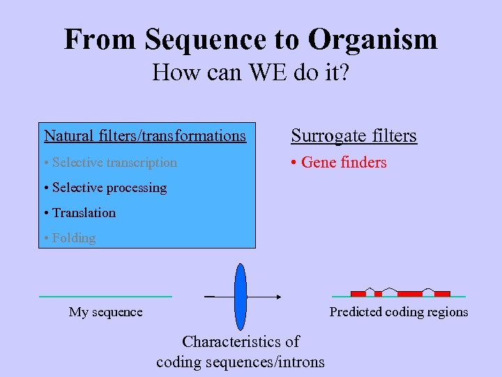 From Sequence to Organism How can WE do it? Natural filters/transformations Surrogate filters •