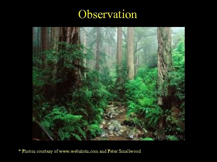 Observation * Photos courtesy of www. webshots. com and Peter Smallwood 