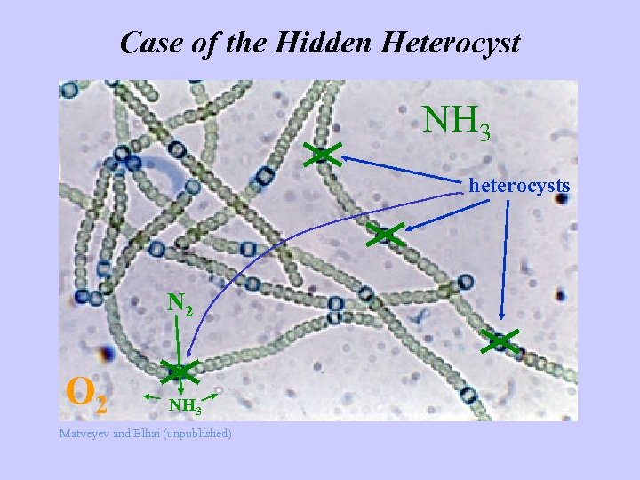 Case of the Hidden Heterocyst NH 3 heterocysts N 2 O 2 NH 3