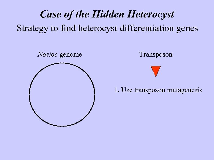 Case of the Hidden Heterocyst Strategy to find heterocyst differentiation genes Nostoc genome Transposon