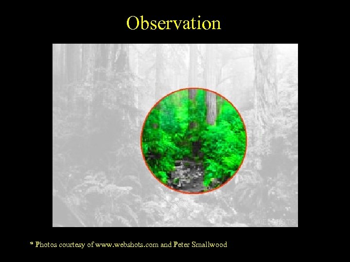 Observation * Photos courtesy of www. webshots. com and Peter Smallwood 