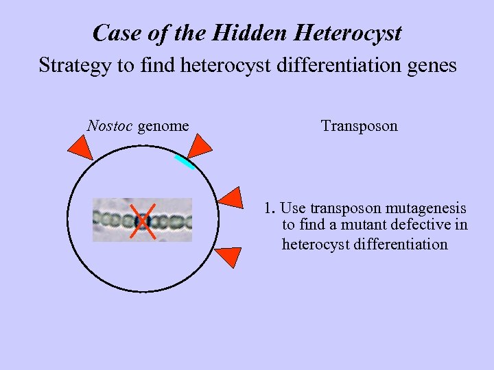 Case of the Hidden Heterocyst Strategy to find heterocyst differentiation genes Nostoc genome Transposon