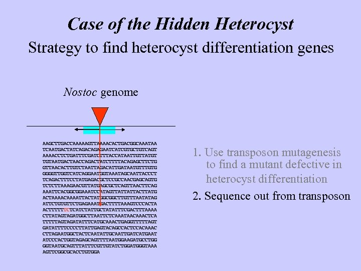 Case of the Hidden Heterocyst Strategy to find heterocyst differentiation genes Nostoc genome AAGCTTGACCAAAAAGTTAAAACACTGACGGCAAATAA