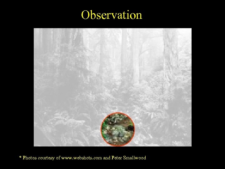 Observation * Photos courtesy of www. webshots. com and Peter Smallwood 