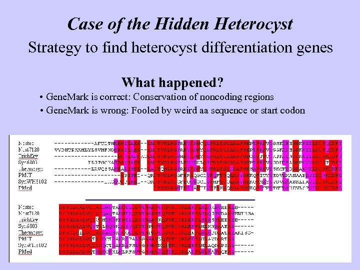 Case of the Hidden Heterocyst Strategy to find heterocyst differentiation genes What happened? •