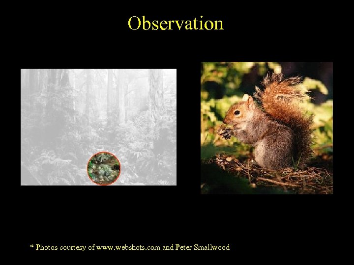 Observation * Photos courtesy of www. webshots. com and Peter Smallwood 