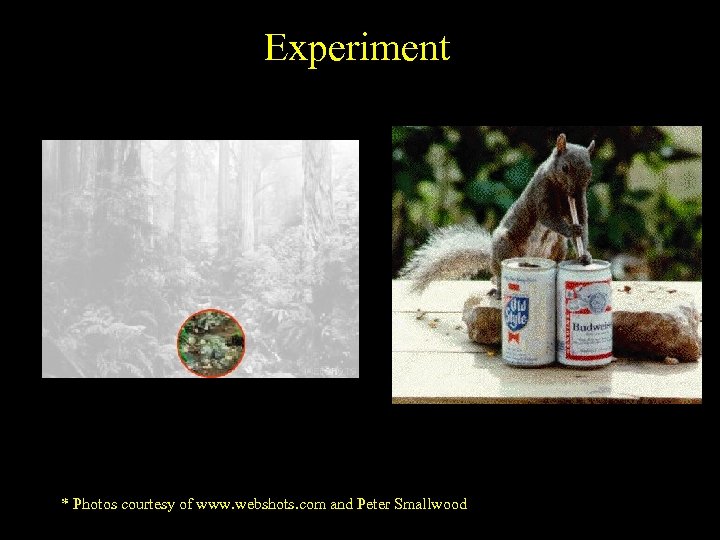 Experiment * Photos courtesy of www. webshots. com and Peter Smallwood 