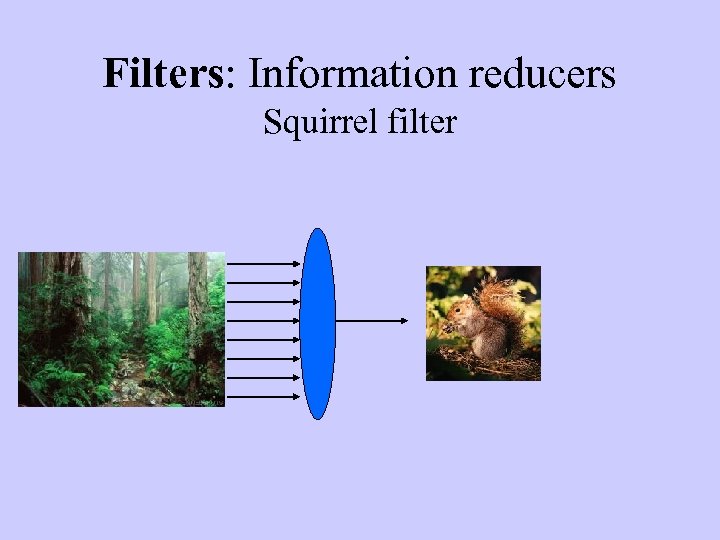 Filters: Information reducers Squirrel filter 