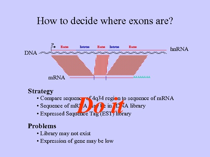 How to decide where exons are? P Exon Intron Exon DNA m. RNA Strategy