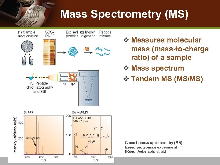 Mass Spectrometry (MS) v Measures molecular mass (mass-to-charge ratio) of a sample v Mass