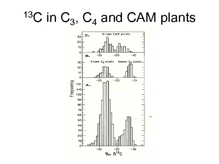 13 C in C 3, C 4 and CAM plants 