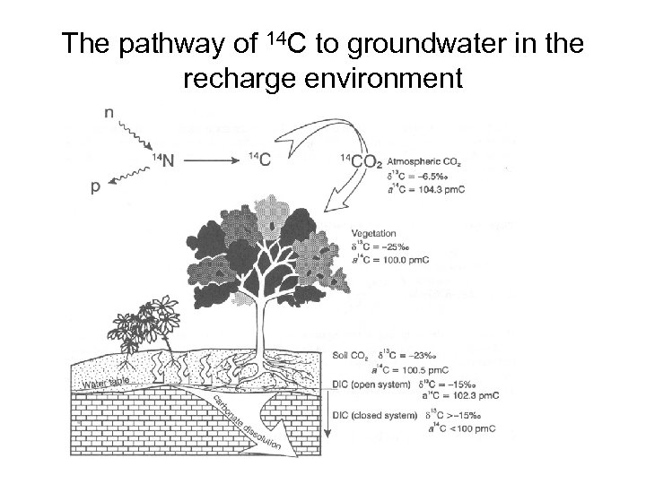 The pathway of 14 C to groundwater in the recharge environment 