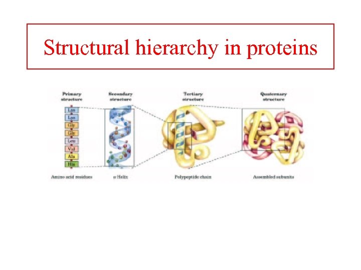 Structural hierarchy in proteins 