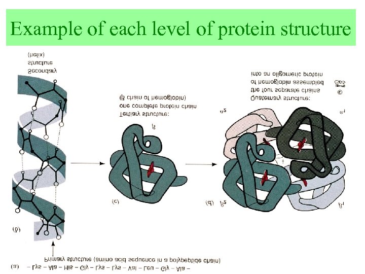 Example of each level of protein structure 