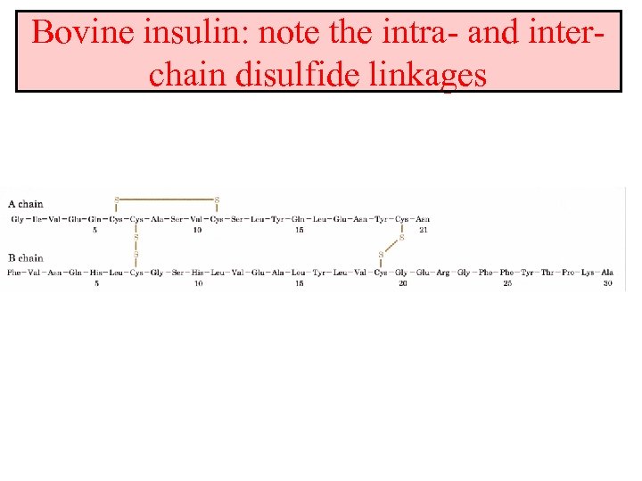 Bovine insulin: note the intra- and interchain disulfide linkages 