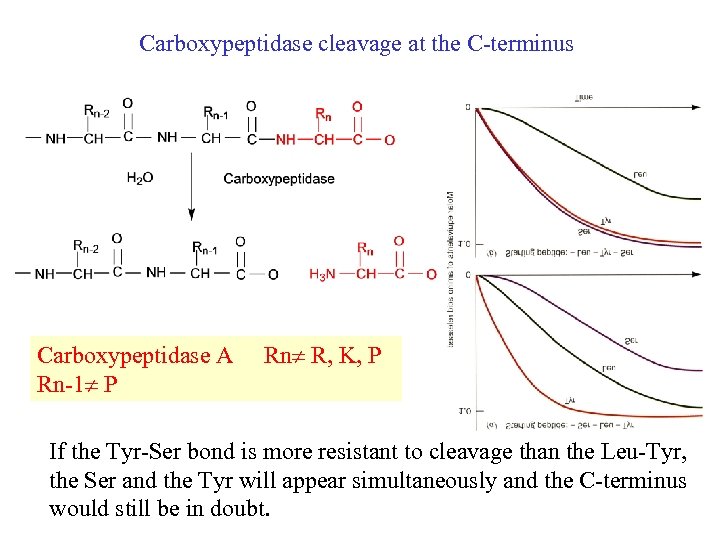 Carboxypeptidase cleavage at the C-terminus Carboxypeptidase A Rn-1 P Rn R, K, P If