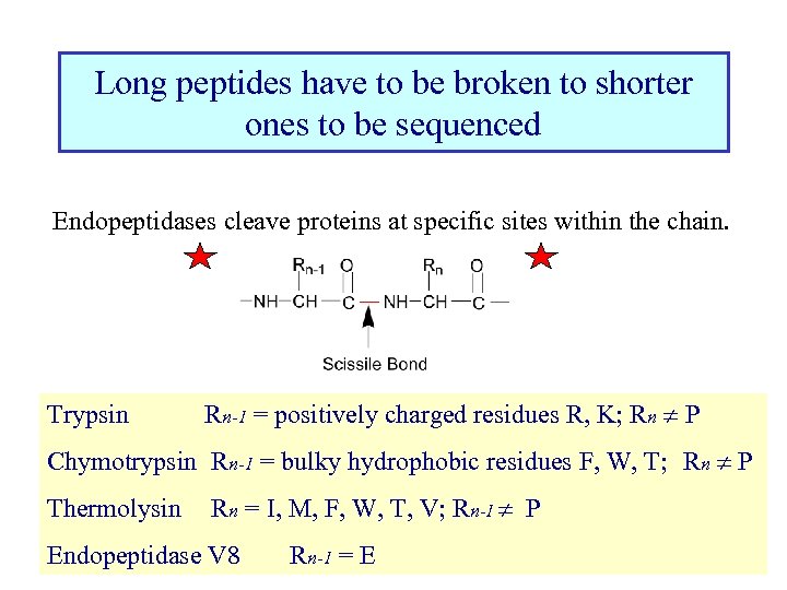 Long peptides have to be broken to shorter ones to be sequenced Endopeptidases cleave