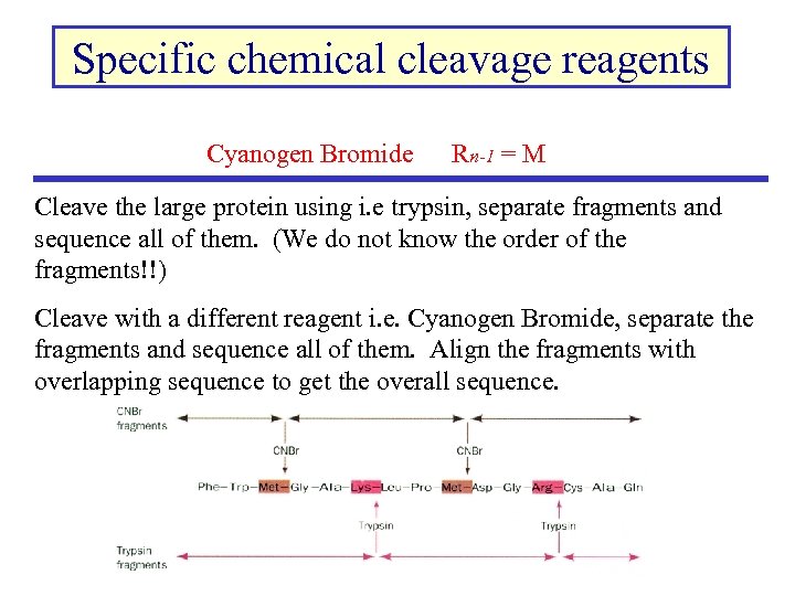 Specific chemical cleavage reagents Cyanogen Bromide Rn-1 = M Cleave the large protein using